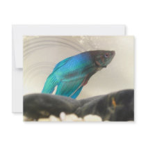Exotic Betta Fish Closeup Personalized Invite