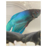 Exotic Betta Fish Closeup Custom Letterhead