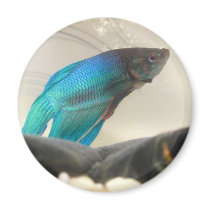 Exotic Betta Fish Closeup Fridge Magnet