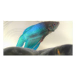 Exotic Betta Fish Closeup Picture Card