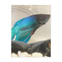 Exotic Betta Fish Closeup Postcards