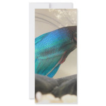 Exotic Betta Fish Closeup Personalized Rack Card