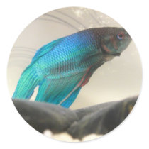 Exotic Betta Fish Closeup Stickers