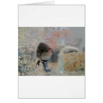 Exotic Betta Fish Looking At me Card