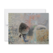 Exotic Betta Fish Looking At me Invitations