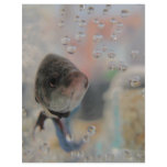 Exotic Betta Fish Looking At me Letterhead Template