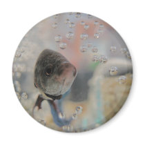 Exotic Betta Fish Looking At me Magnets