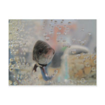 Exotic Betta Fish Looking At me Post Card