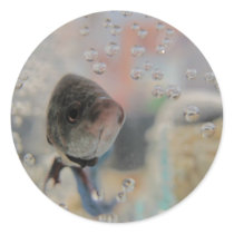 Exotic Betta Fish Looking At me Round Stickers