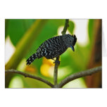 Exotic birds cards
