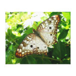 Exotic Butterfly Gallery Wrapped Canvas