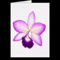 Exotic Cattleya Orchid Flower cards