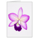 Exotic Cattleya Orchid Flower cards by twopurringcats Exotic Cattleya Orchid Flower cards