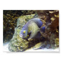 Exotic Fish posters by one11bargains Exotic Fish posters