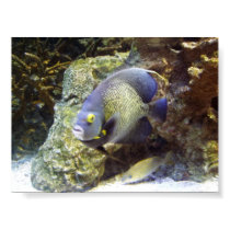 Exotic Fish posters by one11bargains Exotic Fish posters