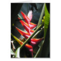 Exotic Flower Bird of Paradise cards by Steve_Martin Exotic Flower Bird of Paradise cards