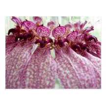 exotic flower post cards