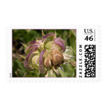 EXOTIC FLOWER postage