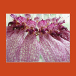 bulbophyllum, eberhardtii, flower, exotic, garden,