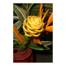 Exotic Flower posters