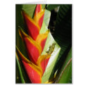 Exotic Flower with Salamander Card by SBCSTUDIO Exotic Flower with Salamander Card