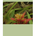 Exotic Flowers of Hawaii t-shirts