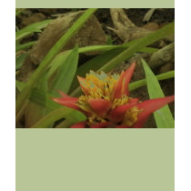 Exotic Flowers of Hawaii t-shirts