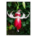 Exotic Fuschia cards