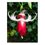 Exotic Fuschia Post Cards