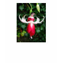 Exotic Fuschia t-shirts