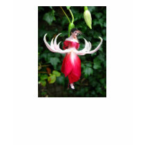 Exotic Fuschia t-shirts by catchthenextwave Exotic Fuschia t-shirts