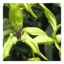 Exotic Orchids Invitations