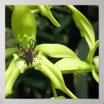 Exotic Orchids Poster