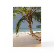exotic palm tree on beach greeting cards