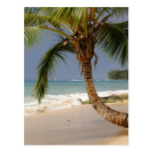exotic palm tree on beach post cards