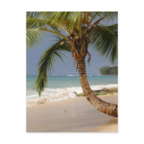 exotic palm tree on beach post cards