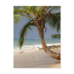 exotic palm tree on beach postcards