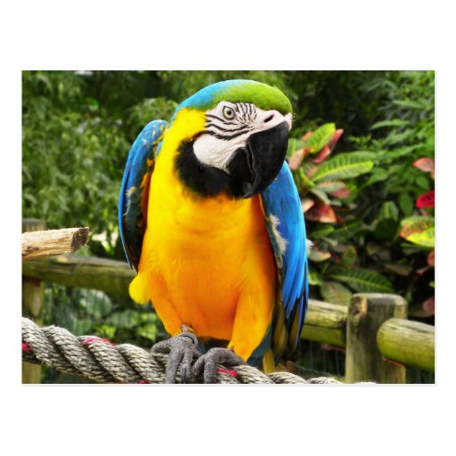 Exotic Parrot Postcard