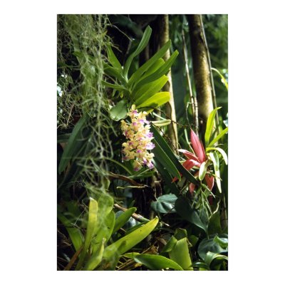 Exotic plants posters by Maciej_Frolow