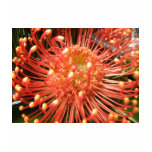 Exotic red flower tshirts