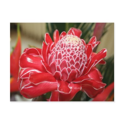 Exotic Red Torch Ginger flower Postcard by Fivestar12