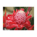 Exotic Red Torch Ginger flower Postcard by Fivestar12 Exotic Red Torch Ginger flower Postcard