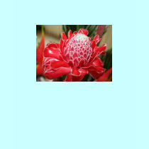 Exotic Red Torch Ginger flower Tank top t-shirts