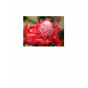 Exotic Red Torch Ginger flower V Neck shirt by Fivestar12 Exotic Red Torch Ginger flower V Neck shirt