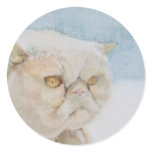Exotic Shorthair Sticker