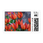 Exotic Tulips Stamps