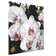 Exotic white orchid flower. Floral photography Stretched Canvas Prints