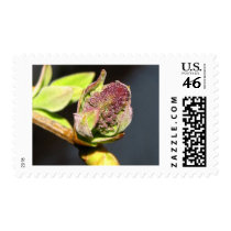 Expectant stamps