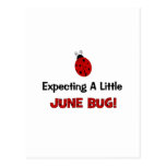 Expecting A Little June Bug Maternity Postcards