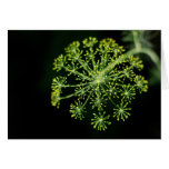 Exploding Dill Card
